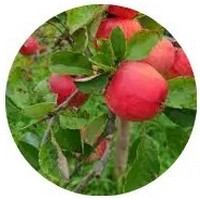Red bush apple - Syzygium Suborbiculare