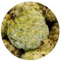 Uapaca Kirkiana - Ububese Fruit