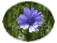 Achicoria: Cichorium Intybus