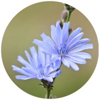 Achicoria: Cichorium Intybus
