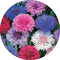 Aciano: Centaurea Cyanus - Bachelor's Button