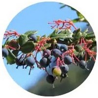 Berberis Darwinii - Darwin's Barberry