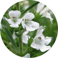 Ajedrea: Satureja Montana