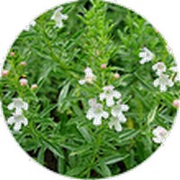 Ajedrea: Satureja Montana