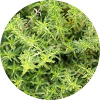 Ajedrea: Satureja Montana