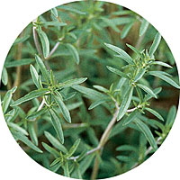 Ajedrea: Satureja Montana - Summer Savory