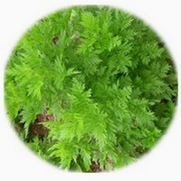 Ajenjo Chino: Artemisia Annua - Wormwood