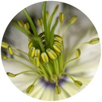 Carum Carvi - Alcaravea