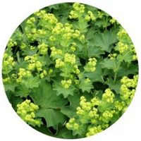 Alquimila: Alchemilla Vulgaris