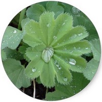 Alchemilla Alpina
