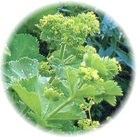 Alquimila: Alchemilla Vulgaris