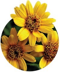 Arnica