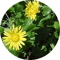 Arnica Montana