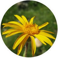Arnica Montana