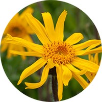 Arnica Montana