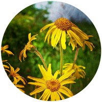 Arnica Montana