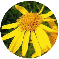 Arnica Montana