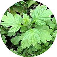 Artemisa-Artemisia Vulgaris