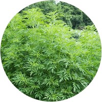 Artemisa-Artemisia Vulgaris