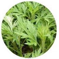 Artemisa-Artemisia Argyi