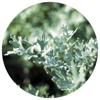 Ajenjo Chino: Artemisia Annua - Wormwood