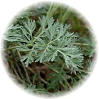Ajenjo: Artemisia Absinthium