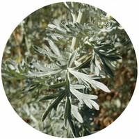 Ajenjo: Artemisia Absinthium