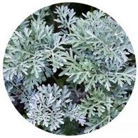 Ajenjo: Artemisia Argyi