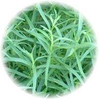 Artemisa-Artemisia Vulgaris