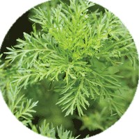 Ajenjo: Artemisia