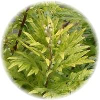 Artemisa-Artemisia Vulgaris