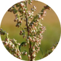 Artemisa-Artemisia Vulgaris