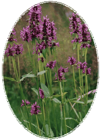 Betonica Officinalis