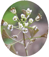 Bolsa de Pastor - Capsella Bursa-Pastoris - Shepherds Purse