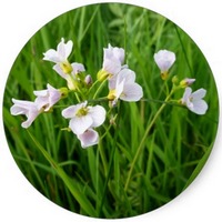 Cardamine Pratensis