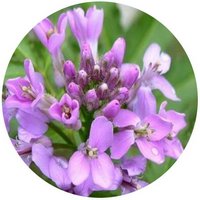 Cardamine Tangutorum