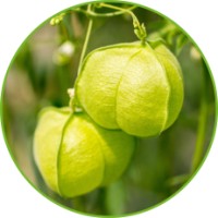 Cardiospermum Halicacabum