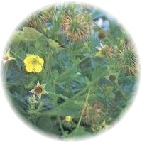 Cariofilada: Geum Urbanum