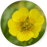 Cariofilada: Geum Urbanum