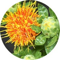 Cartamo o Alazor-Carthamus