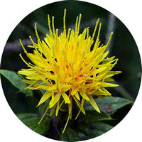 Cartamo - Safflower-Carthamus