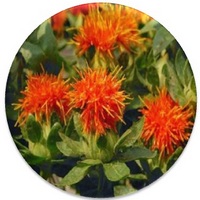 Cartamo - Safflower-Carthamus