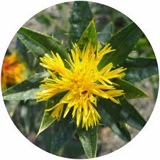 Cartamo - Safflower-Carthamus