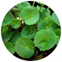 Centella Asiatica - Gotu Kola