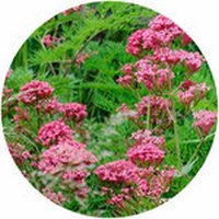 Centranthus Ruber