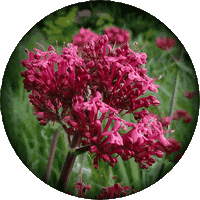 Centranthus Ruber