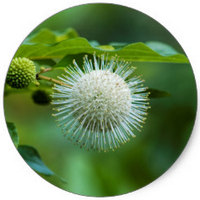 Cephalanthus Occidentalis - Buttonbush