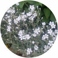 Cerastium Tomentosum