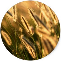 Ceratophyllum Demersum