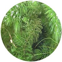 Ceratophyllum Demersum - Coontail